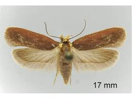 Attēlu rezultāti vaicājumam “Depressaria depressana”