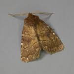 Attēlu rezultāti vaicājumam “Rusina ferruginea”