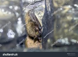 Attēlu rezultāti vaicājumam “Myotis brandtii”