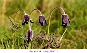 Attēlu rezultāti vaicājumam “Pulsatilla pratensis leaf”