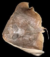 Image result for Gymnura micrura