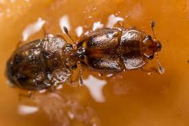 Attēlu rezultāti vaicājumam “Epuraea sp.”