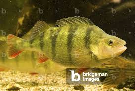 Attēlu rezultāti vaicājumam “Perca fluviatilis”