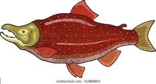 Image result for Oncorhynchus nerka