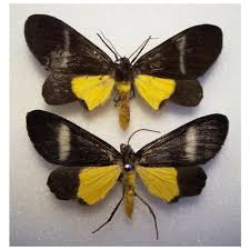 Attēlu rezultāti vaicājumam “Arctiidae”