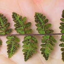 Attēlu rezultāti vaicājumam “Licea chelonoides spores”