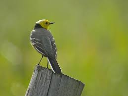 Attēlu rezultāti vaicājumam “Motacilla citreola male”