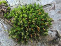 Attēlu rezultāti vaicājumam “Ulota crispa sporophyte”