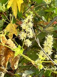 Attēlu rezultāti vaicājumam “Echinocystis lobata fruit”