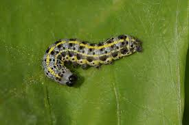 Attēlu rezultāti vaicājumam “Orthosia miniosa imago”