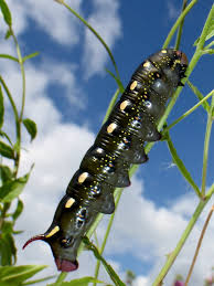 Attēlu rezultāti vaicājumam “Hyles gallii”