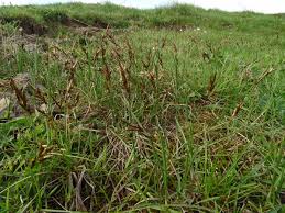 Attēlu rezultāti vaicājumam “Carex praecox”