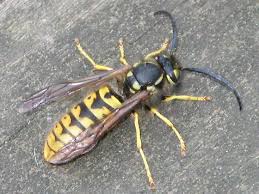 Attēlu rezultāti vaicājumam “Vespula germanica”