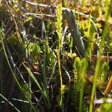 Attēlu rezultāti vaicājumam “Hammarbya paludosa leaf”