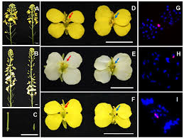 Attēlu rezultāti vaicājumam “Brassica napus flower”
