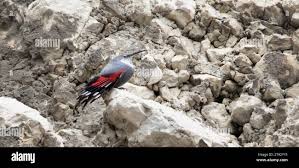 Image result for Tichodroma muraria