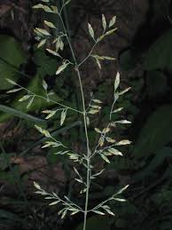 Attēlu rezultāti vaicājumam “Poa compressa”