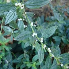 Attēlu rezultāti vaicājumam “Lithospermum officinale”