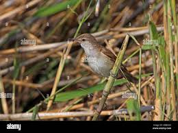 Attēlu rezultāti vaicājumam “Acrocephalus arundinaceus adult”