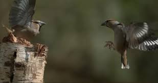 Attēlu rezultāti vaicājumam “Coccothraustes coccothraustes adult”