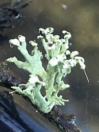 Attēlu rezultāti vaicājumam “Ramalina pollinaria”