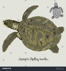 Image result for Lepidochelys kempii