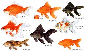 Image result for 金魚