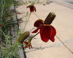 Image result for Ratibida columnifera