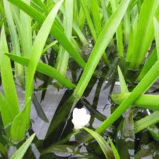 Attēlu rezultāti vaicājumam “Stratiotes aloides flower”