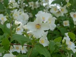 Attēlu rezultāti vaicājumam “Philadelphus lemoinei flower”