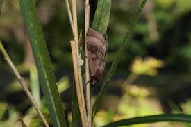 Image result for Lethenteron camtschaticum