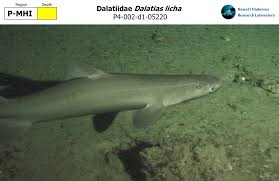 Image result for Dalatias licha