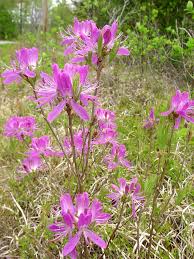 Attēlu rezultāti vaicājumam “Rhododendron canadense”
