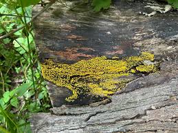 Attēlu rezultāti vaicājumam “Physarum decipiens spores”