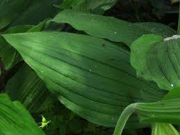 Attēlu rezultāti vaicājumam “Cypripedium calceolus leaf”