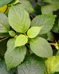 Image result for Ocimum basilicum