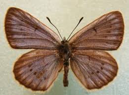 Attēlu rezultāti vaicājumam “Maculinea teleius”