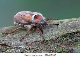 Attēlu rezultāti vaicājumam “Melolontha hippocastani imago”