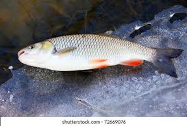 Image result for Squalius cephalus