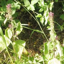 Attēlu rezultāti vaicājumam “Stachys sylvatica leaf”