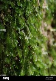 Attēlu rezultāti vaicājumam “Nardia scalaris”