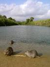 File:Nutrie riserva irminio.jpg - Wikipedia, the free encyclopedia
