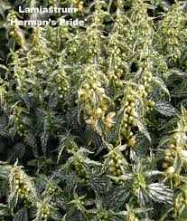 Attēlu rezultāti vaicājumam “Lamiastrum galeobdolon”