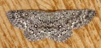 Attēlu rezultāti vaicājumam “Cyclophora pendularia”