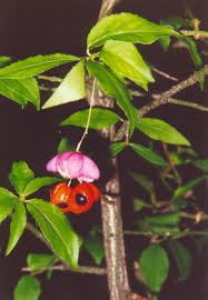 Attēlu rezultāti vaicājumam “Euonymus verrucosus”
