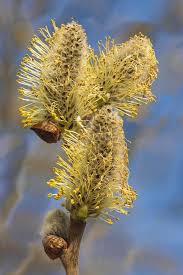Attēlu rezultāti vaicājumam “Salix daphnoides subsp. acutifolia bud”