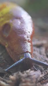 Attēlu rezultāti vaicājumam “Arion lusitanicus”