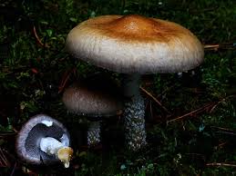 Attēlu rezultāti vaicājumam “Stropharia hornemannii”