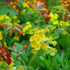 Attēlu rezultāti vaicājumam “Primula veris var. rubra flower”