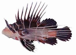 Image result for Pterois radiata